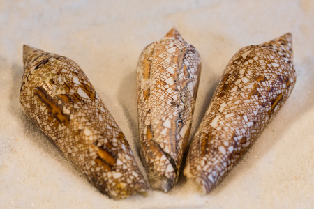 Sea shells on white background