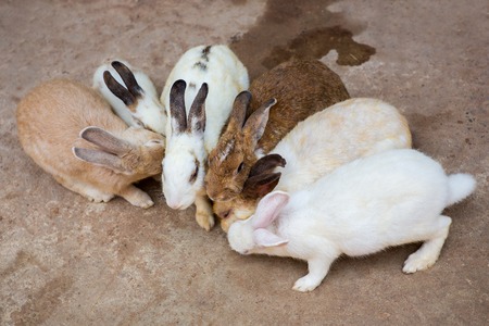 Rabbits in the zooの写真素材