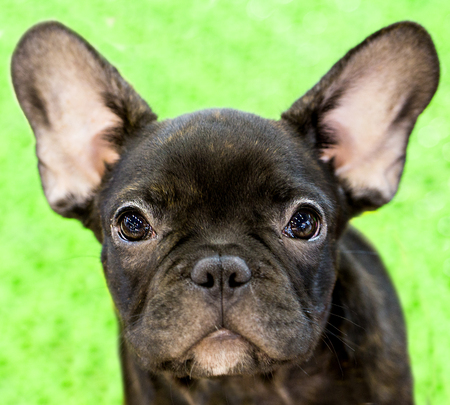 Black dog look at the camera.の写真素材