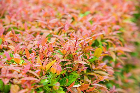 Trees decorated in the gardenの写真素材