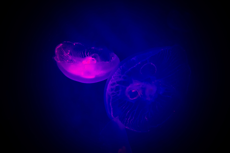 Medusa Small jellyfish in glass cabinet.の写真素材