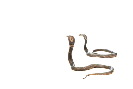 Cobra on a white background.の写真素材