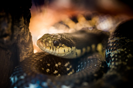 Beautiful snake showcase in the zoo.のeditorial素材