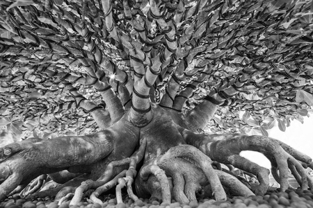 The root of the bonsai tree in the garden.の写真素材