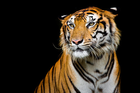 Bengal Tiger head looking direct to cameraの写真素材