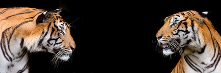 Bengal Tiger head looking direct to cameraの写真素材