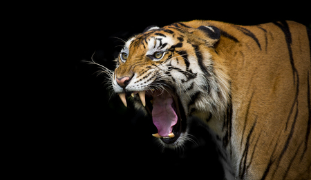 Sumatran Tiger Roaringの写真素材