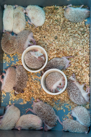 Hedgehogの写真素材
