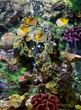 A marine aquarium with fishes and corals