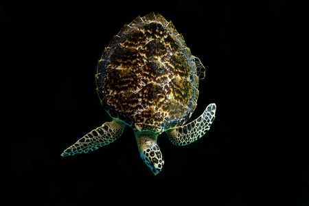 Sea turtleの写真素材