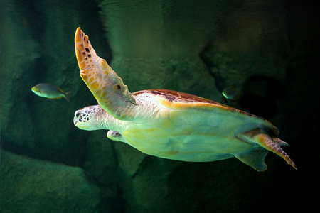 Swimming Turtle with Beautiful Shellの写真素材