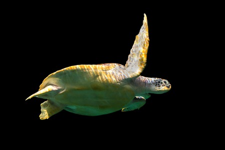 Sea turtleの写真素材