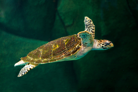 Swimming Turtle with Beautiful Shellの写真素材