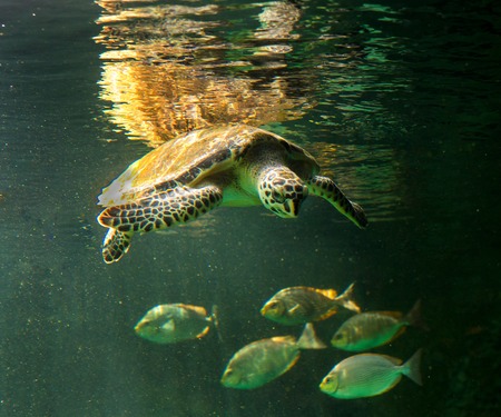 Swimming Turtle with Beautiful Shell