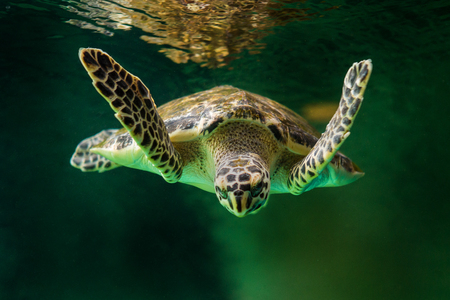 Swimming Turtle with Beautiful Shellの写真素材