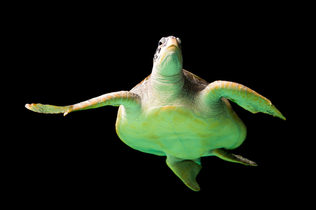 Sea turtleの写真素材