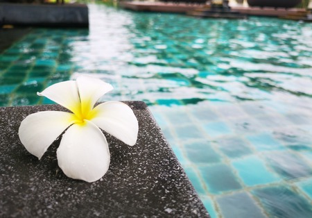 Plumeria flowers on the edge of the pool.の写真素材