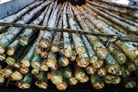 The wood of the pine trees for the pillars.の写真素材