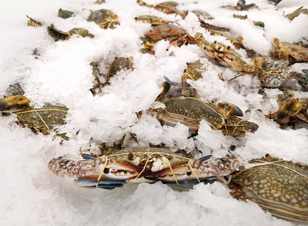 Freezing Crab in Supermarketの写真素材