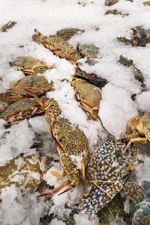 Freezing Crab in Supermarketの写真素材