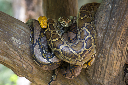 Royal python hanging on tree