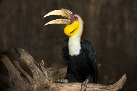 Hornbill Great hornbill, Great pied hornbill, Hornbill, selective focus