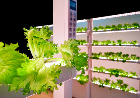 a Hydroponics in growing technologyの写真素材