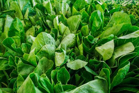 Kale that is sold in the supermarketsの写真素材