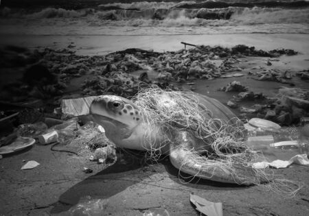 Sea turtles and garbage shown in the museum