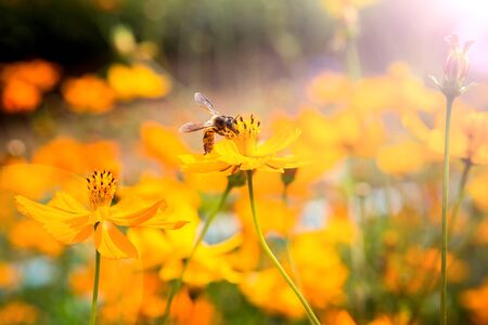 Bees that cling to flowers on a background in the garden