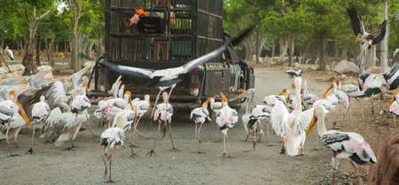 A flock of birds eating food in the zoo