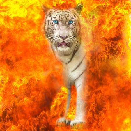 White Bengal tigers gazing through from the flames.の写真素材