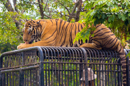 Hungry Bengal tiger feeding show in the zoo