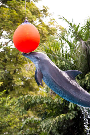 A dolphin shows jumping on a ball.
