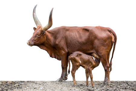 WATISU COW Child sucking mother on a white background.