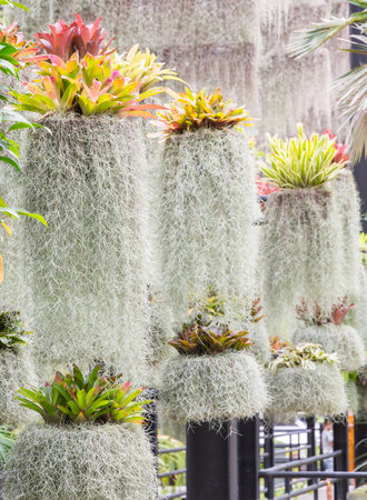 Fern plants hanging in the garden on natural garden background.の写真素材
