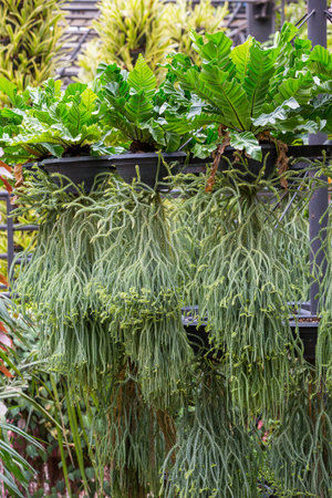 Fern plants hanging in the garden on natural garden background.の写真素材