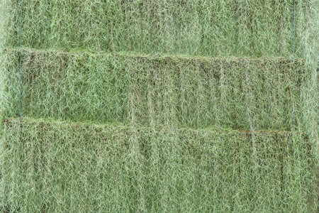 Fern plants hanging in the garden on natural garden background.の写真素材
