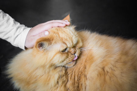 Close-up shot of the Persian cat lookingの写真素材