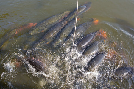 Arapima fish in a zoo pond in Thailandの写真素材