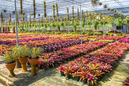 Greenhouse BROMELIACEAE Aechmea fasciata Ornamental plant in the garden.のeditorial素材