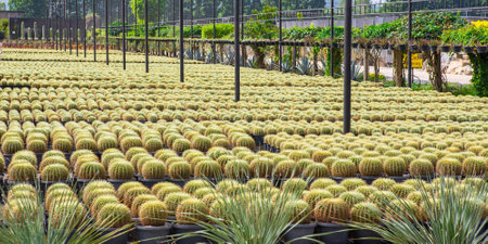 Cactus displayed in the garden of many colorsのeditorial素材