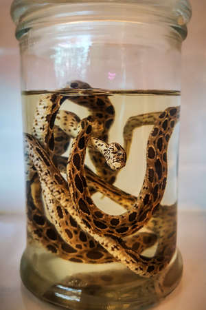 Biological A laboratory specimen of a snake preserved