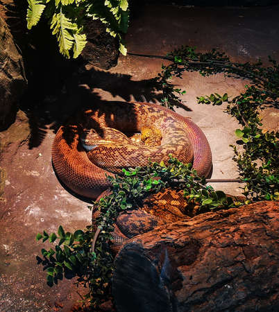 Hand snake shown for educational purposes in the museum.