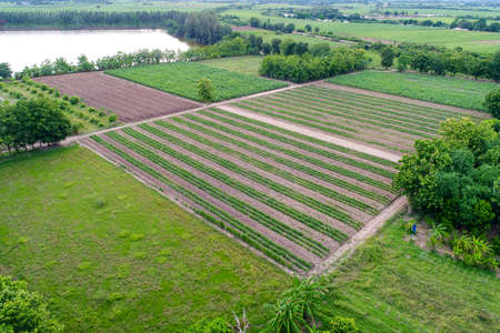 agricultural crops of the villagers from a high angleの写真素材