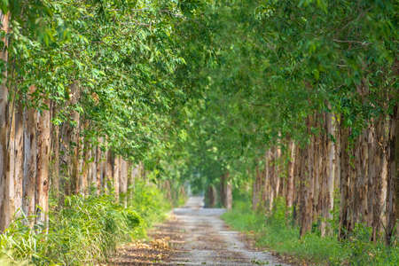 Eucalyptus is an agricultural economic plant in Thailand.の写真素材
