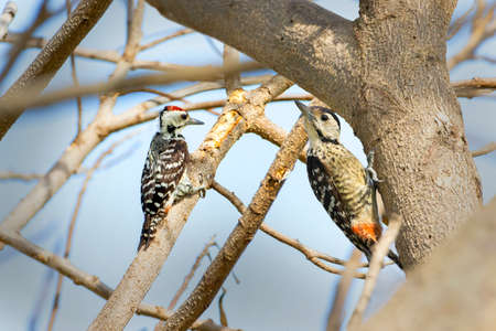 Stripe-breasted Woodpecker is looking for food to feed the chicks.