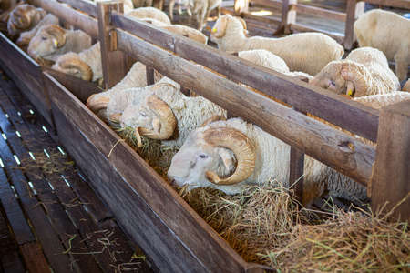 The best breed of sheep on the farm