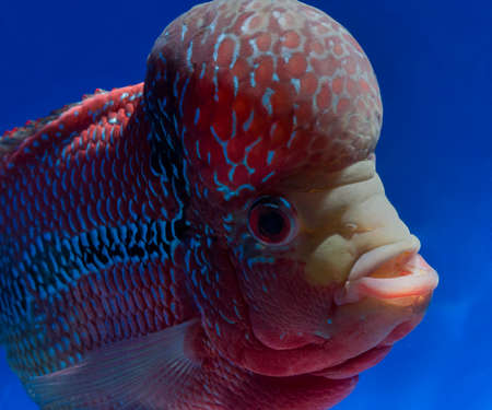 aquarium fish, flower horn fish on blue screenの写真素材