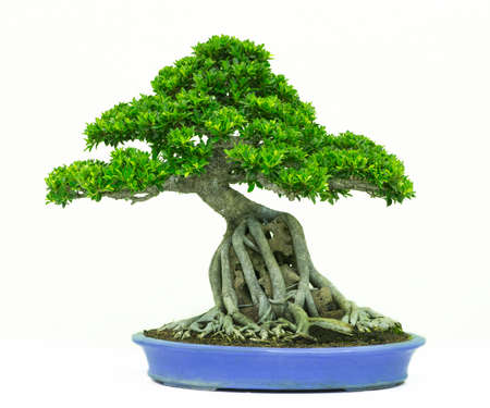 Bonsai pine tree against a white wallの写真素材